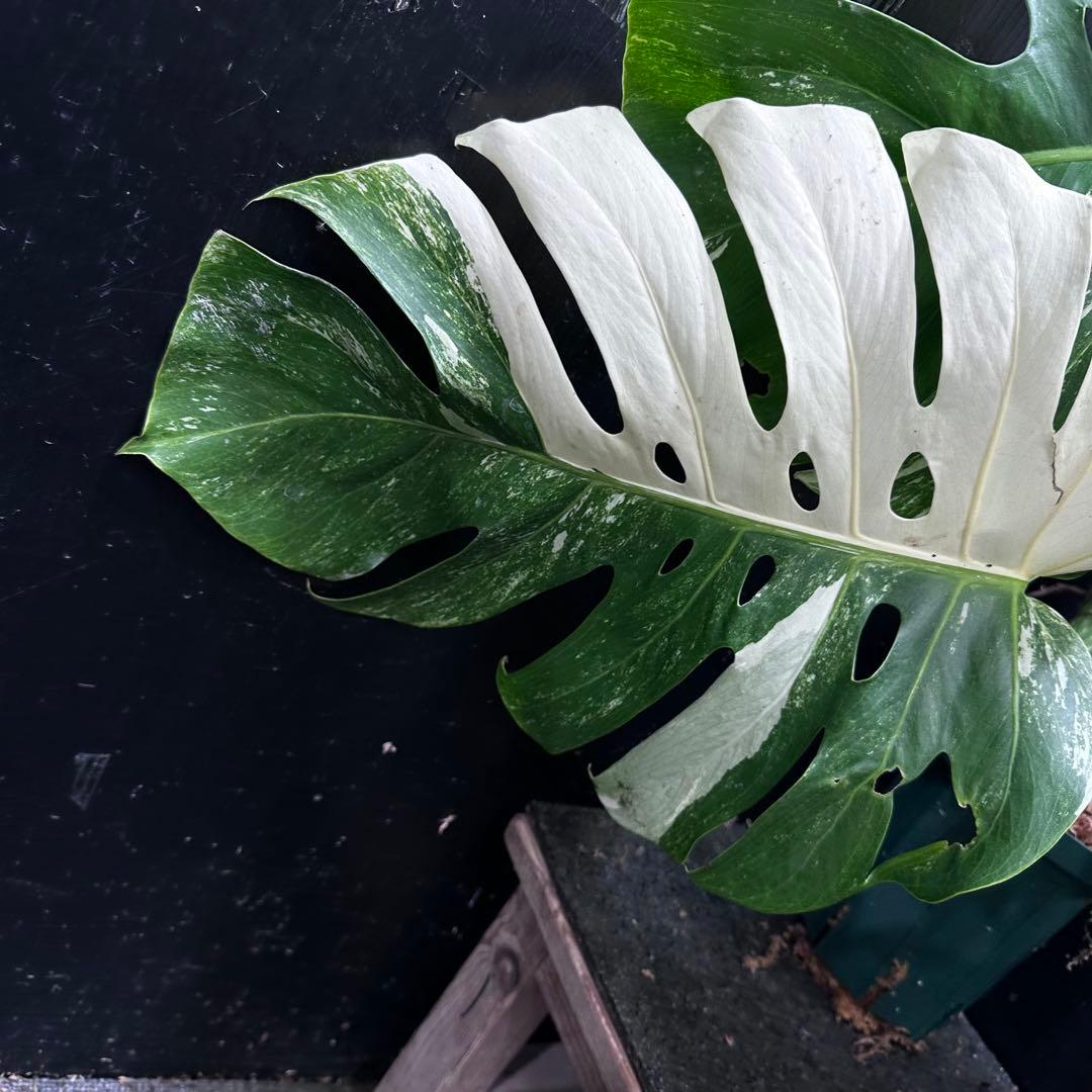 斑入りモンステラ ホワイトタイガー極美大株53cm白斑多