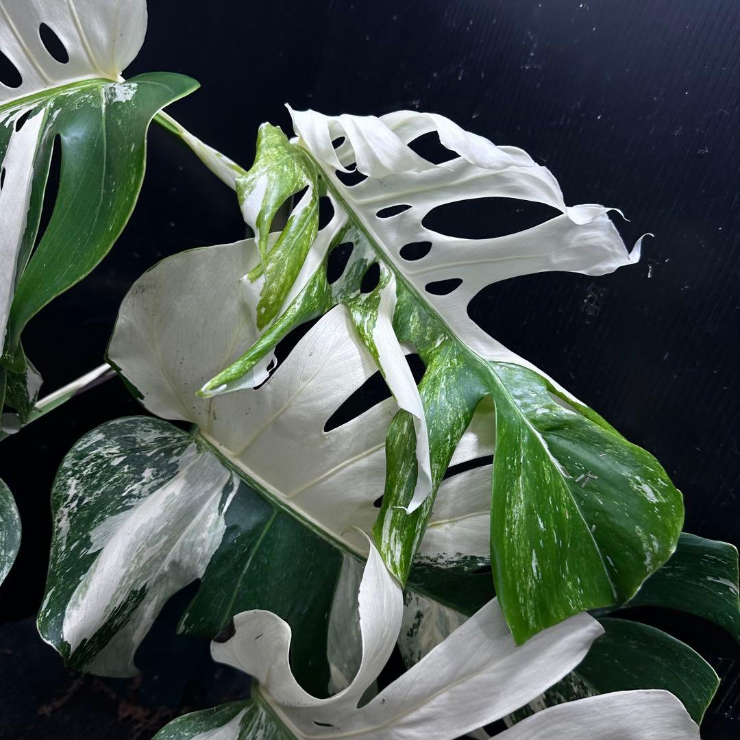 斑入りモンステラ ホワイトタイガー極美大株53cm白斑多