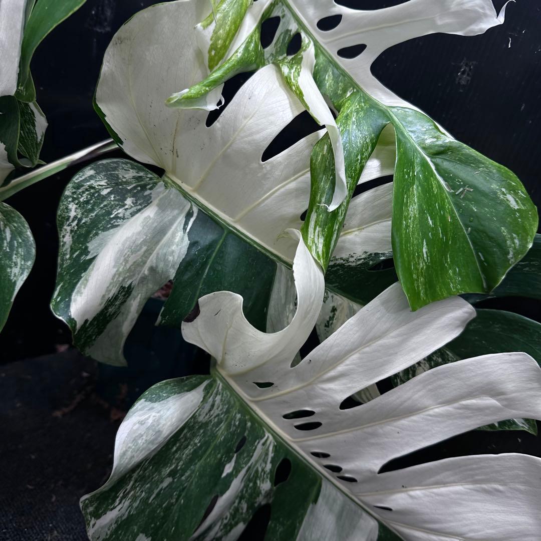 斑入りモンステラ ホワイトタイガー極美大株53cm白斑多