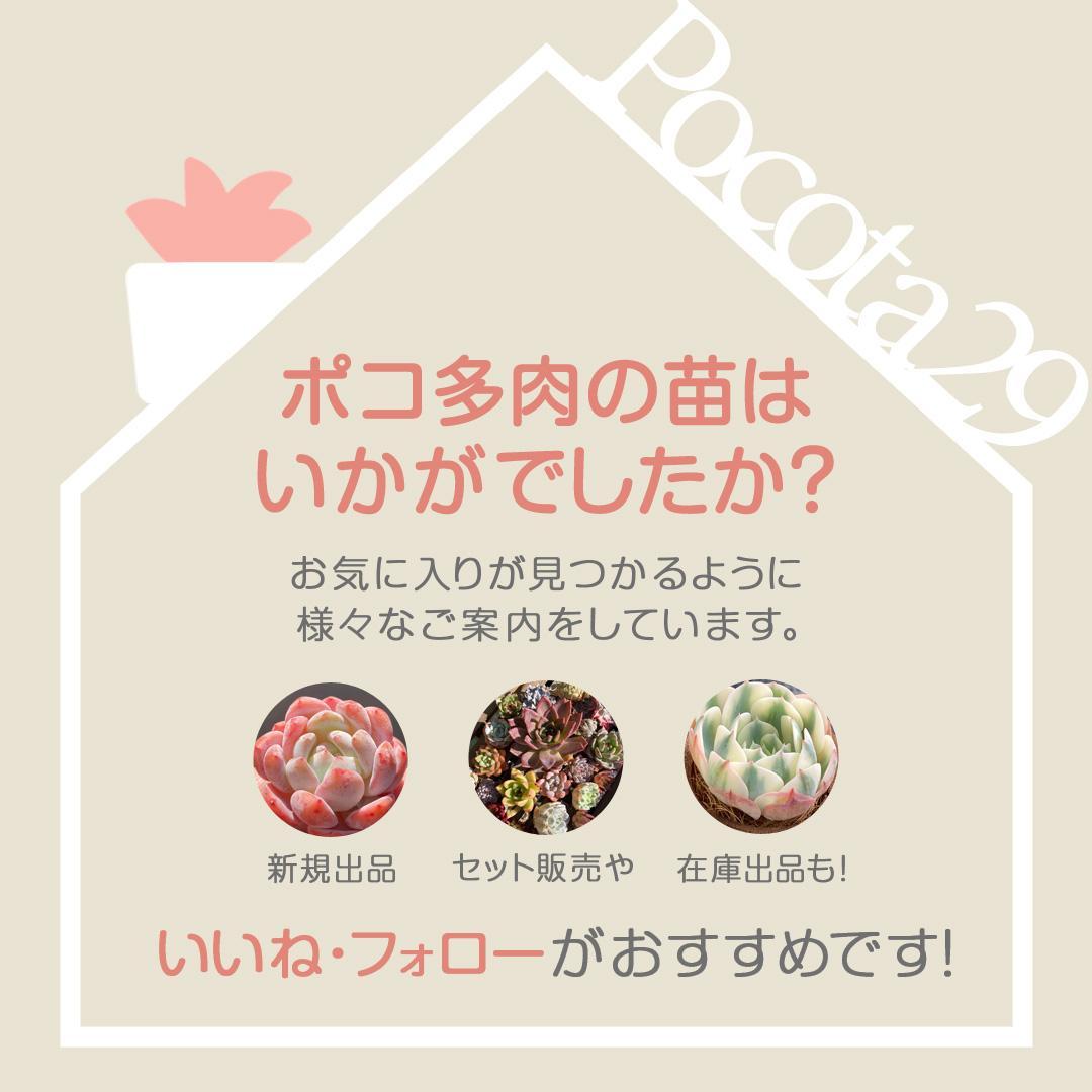 エケべリア　韓国苗　ブラックチェリー 大苗　多肉植物