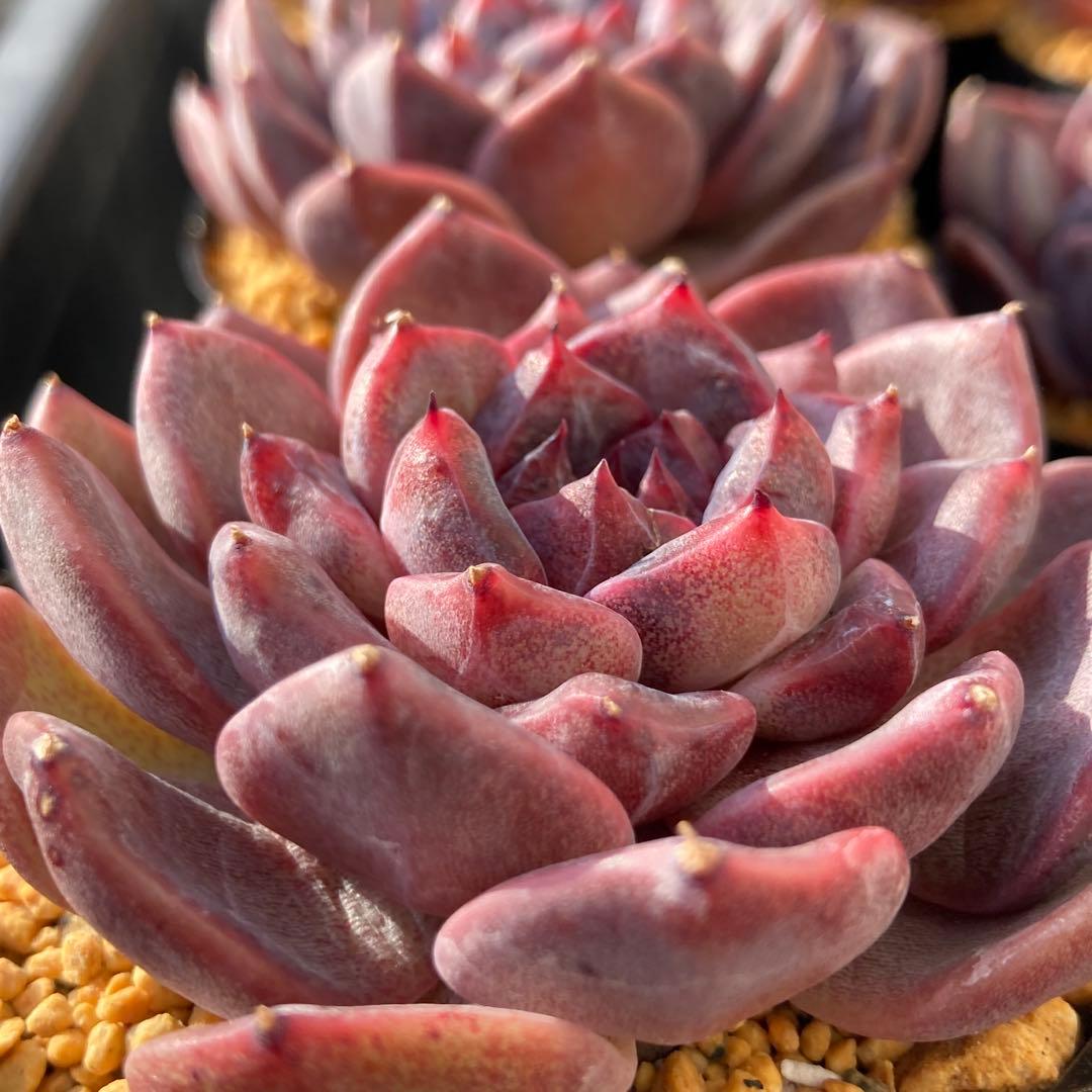 エケべリア　韓国苗　ブラックチェリー 大苗　多肉植物