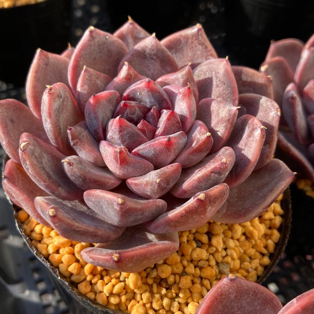 エケべリア　韓国苗　ブラックチェリー 大苗　多肉植物