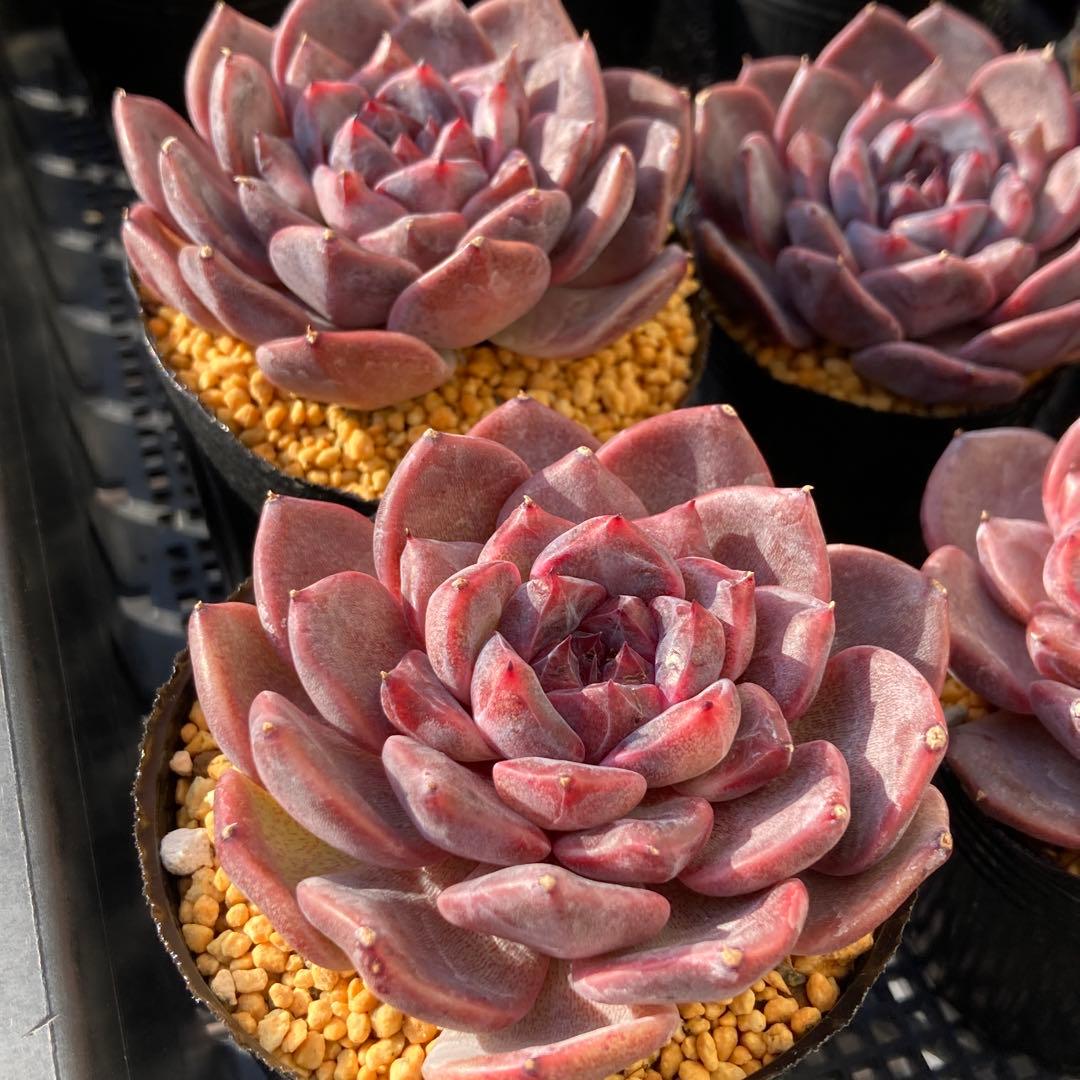 エケべリア　韓国苗　ブラックチェリー 大苗　多肉植物