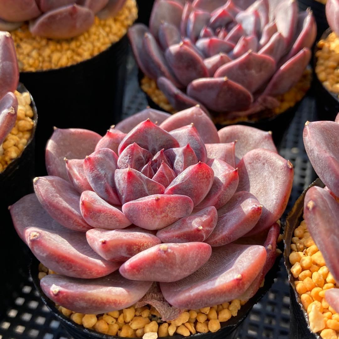 エケべリア　韓国苗　ブラックチェリー 大苗　多肉植物