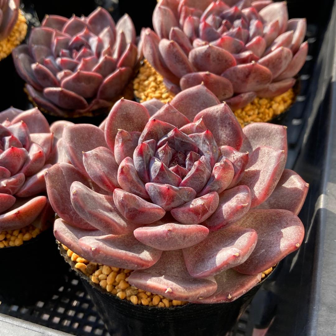 エケべリア　韓国苗　ブラックチェリー 大苗　多肉植物