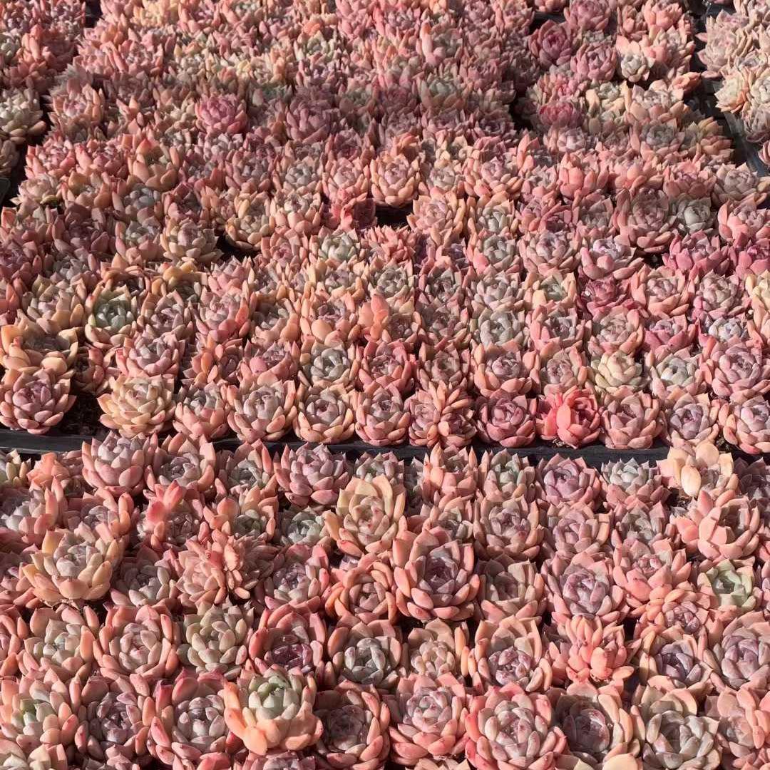 Top【選抜株】多肉植物　25448クリムゾン アンバー105個　プラグトレー苗