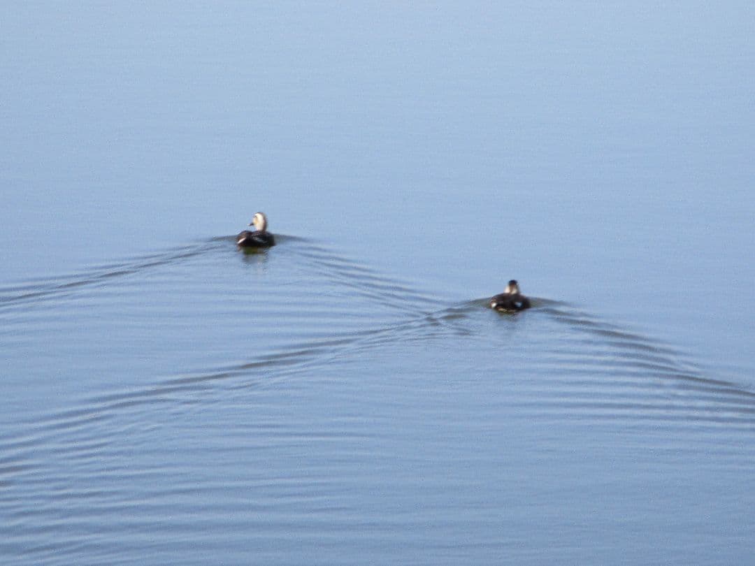 【美品・動作良好】Canon IXY 200 レッド コンデジ