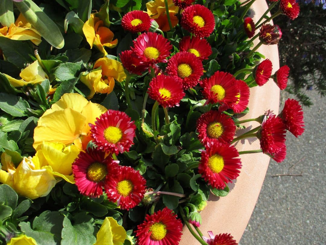 【美品・動作良好】Canon IXY 200 レッド コンデジ