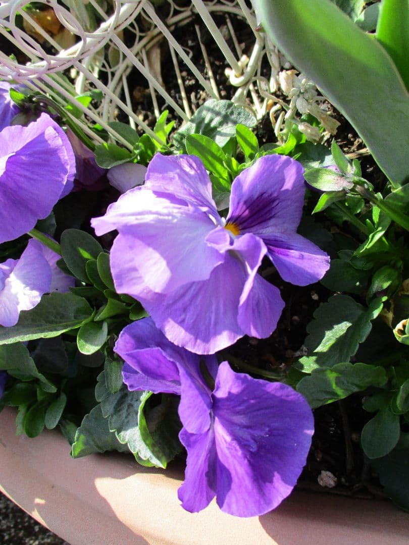 【美品・動作良好】Canon IXY 200 レッド コンデジ