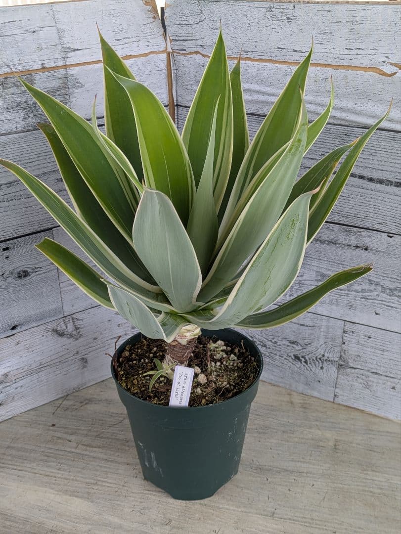 【現品・鉢まま出荷】子株付きアガベ　アテナータ　レイオブライト