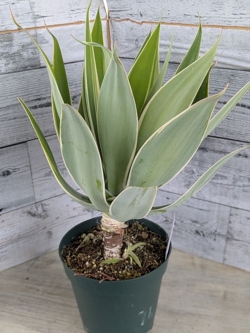 【現品・鉢まま出荷】子株付きアガベ　アテナータ　レイオブライト