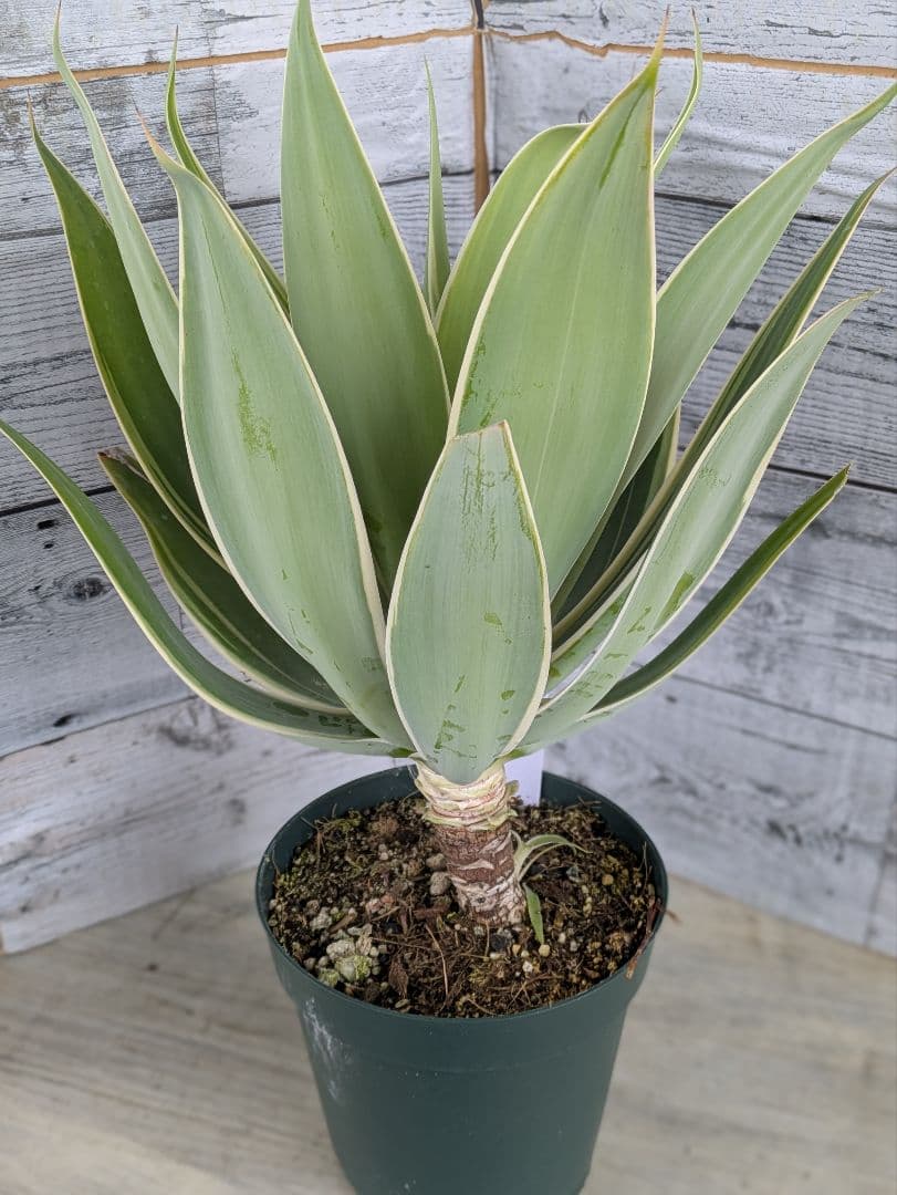 【現品・鉢まま出荷】子株付きアガベ　アテナータ　レイオブライト