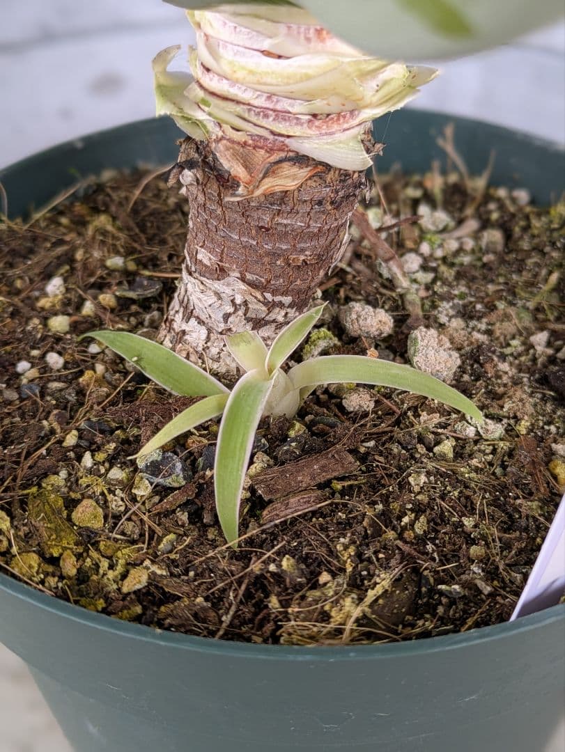 【現品・鉢まま出荷】子株付きアガベ　アテナータ　レイオブライト