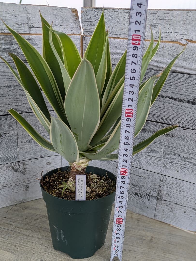 【現品・鉢まま出荷】子株付きアガベ　アテナータ　レイオブライト