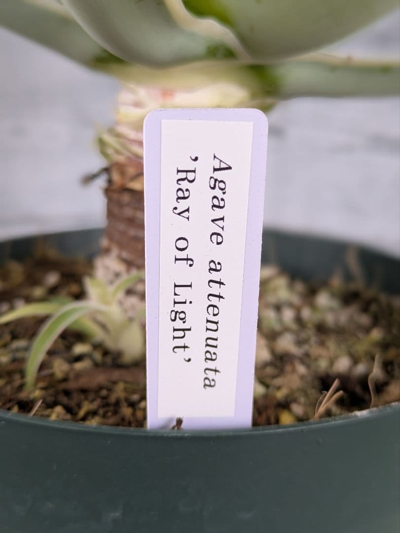 【現品・鉢まま出荷】子株付きアガベ　アテナータ　レイオブライト