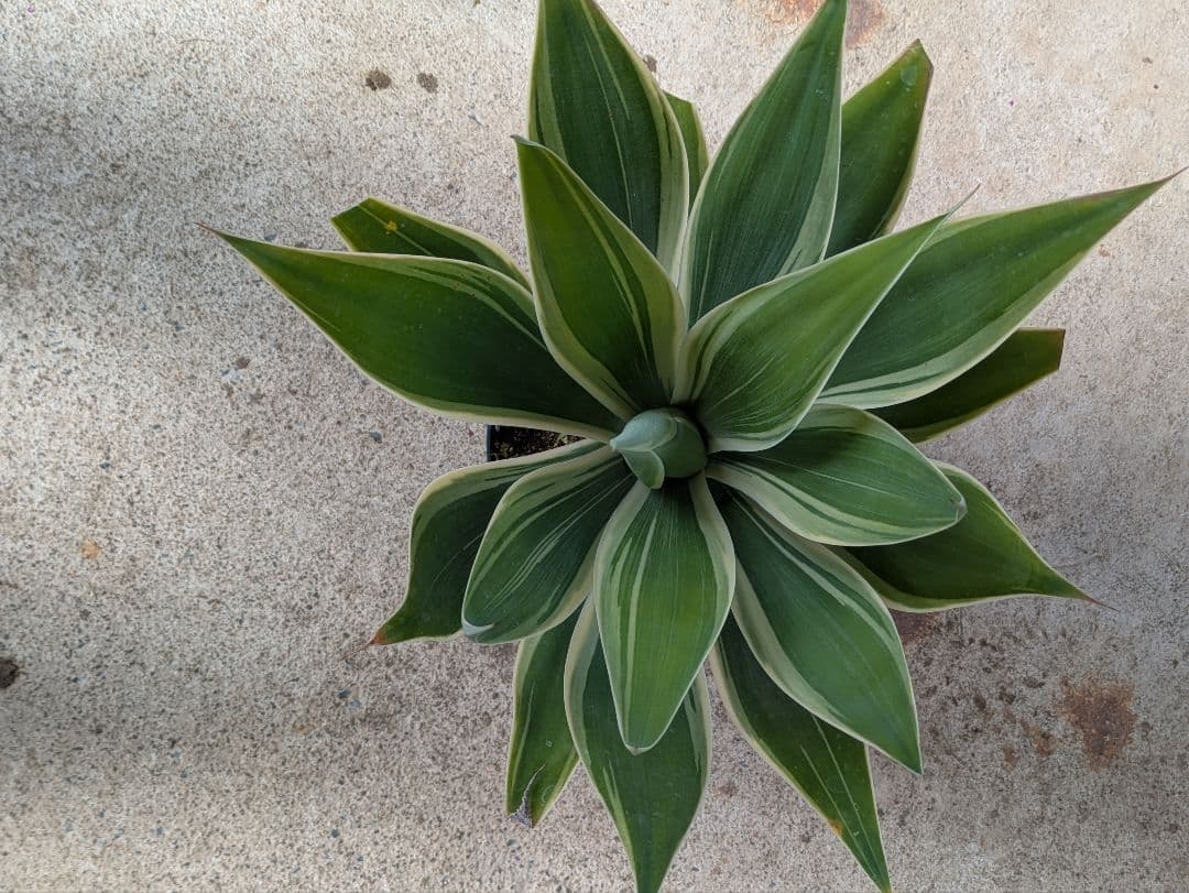 【現品・鉢まま出荷】子株付きアガベ　アテナータ　レイオブライト