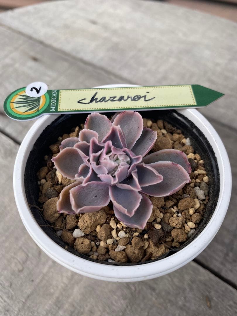 原種　チャザロイ　美苗　Chazaroi エケベリア 多肉