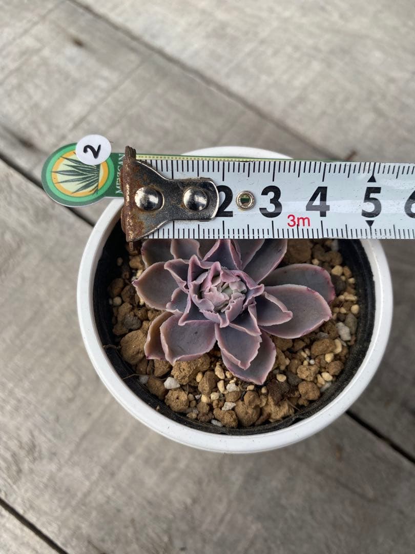 原種　チャザロイ　美苗　Chazaroi エケベリア 多肉