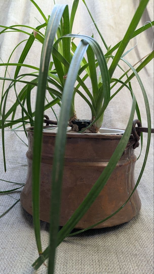 フランスアンティーク 銅製 吊り下げ鍋 ポットカバー 鉢カバーに。h-25