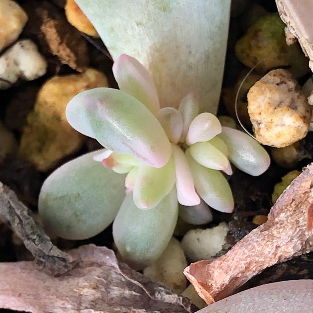 専用‼︎多肉植物^o^ 希少❣️葉挿し赤ちゃん紅月錦