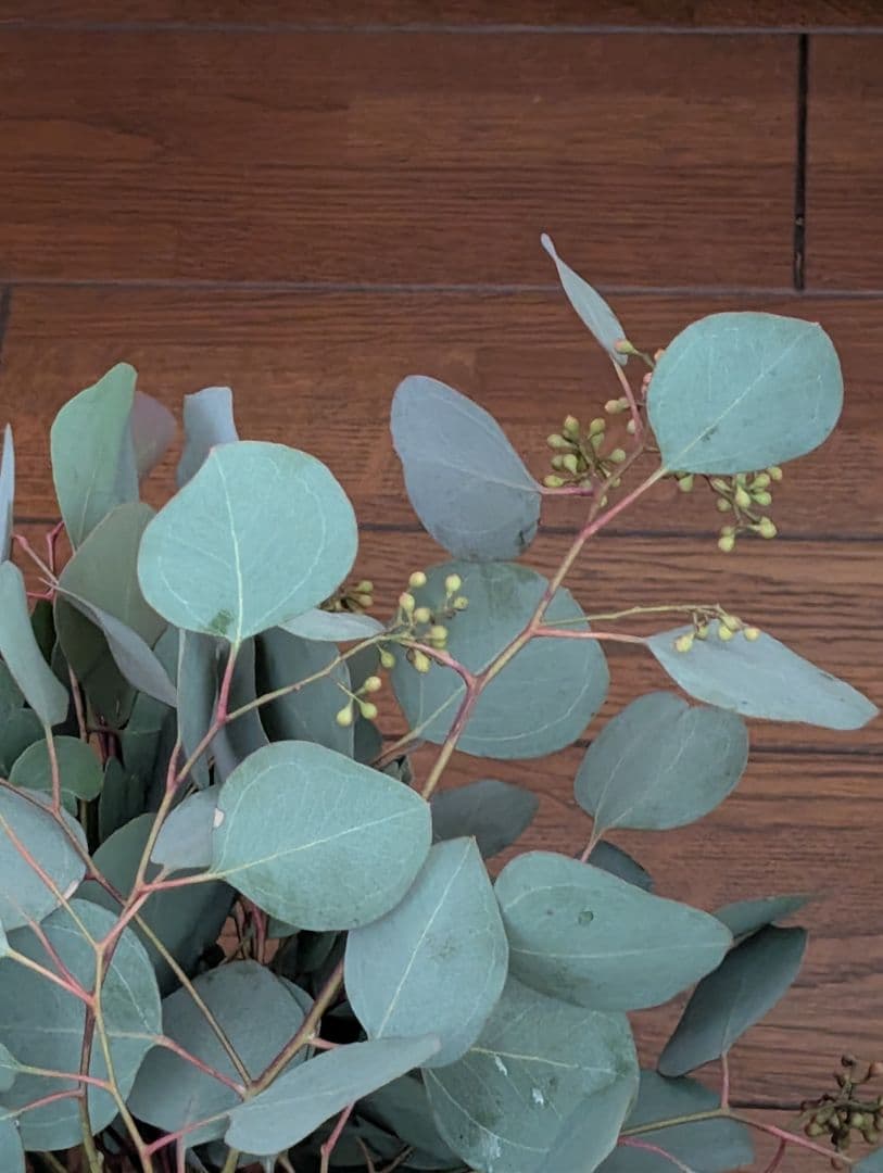 ✤ ユーカリ ポポラス ✤ フレッシュ*＊