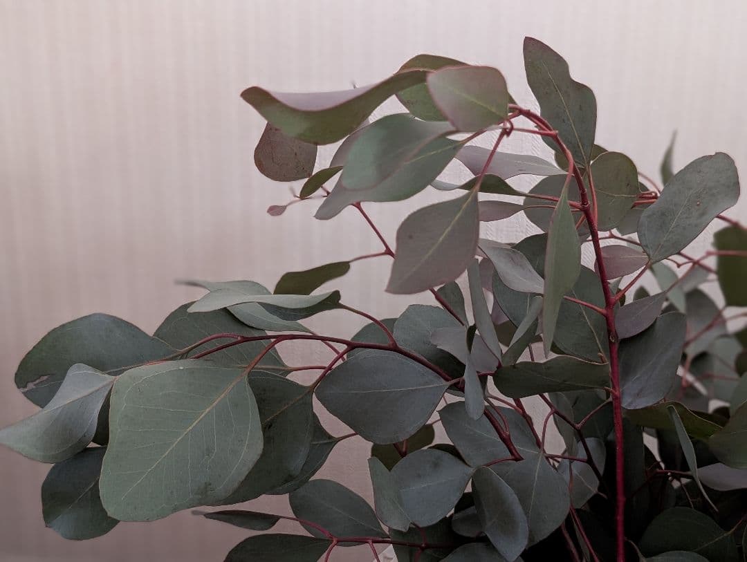 ✤ ユーカリ ポポラス ✤ フレッシュ*＊