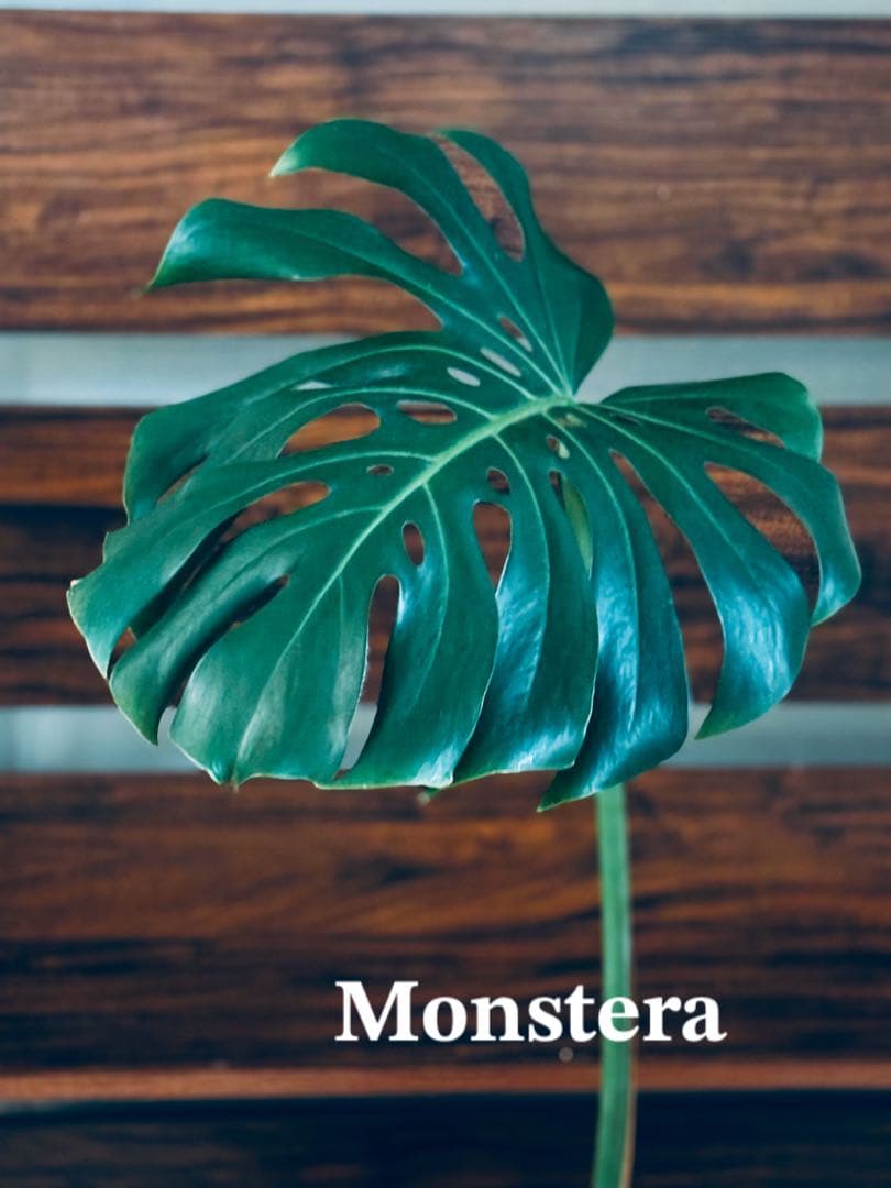 1点限り★大きいサイズ90cm★モンステラ 観葉植物 ★★1本立ち★