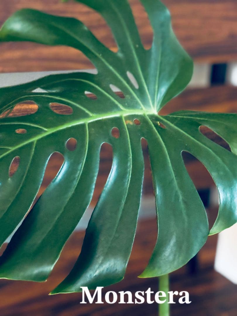 1点限り★大きいサイズ90cm★モンステラ 観葉植物 ★★1本立ち★