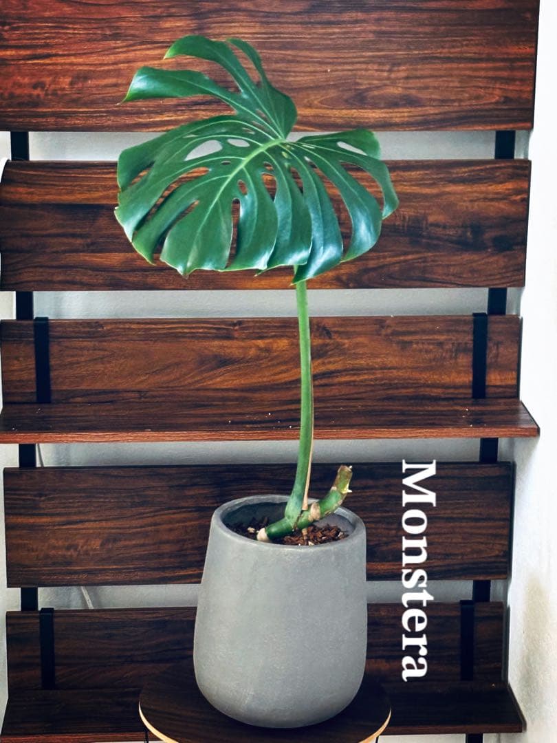 1点限り★大きいサイズ90cm★モンステラ 観葉植物 ★★1本立ち★