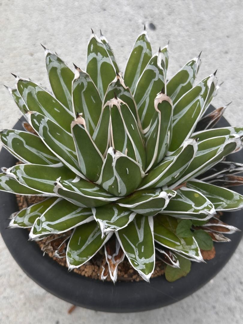 アガベ ビクトリアレジーナ (姫笹の雪)