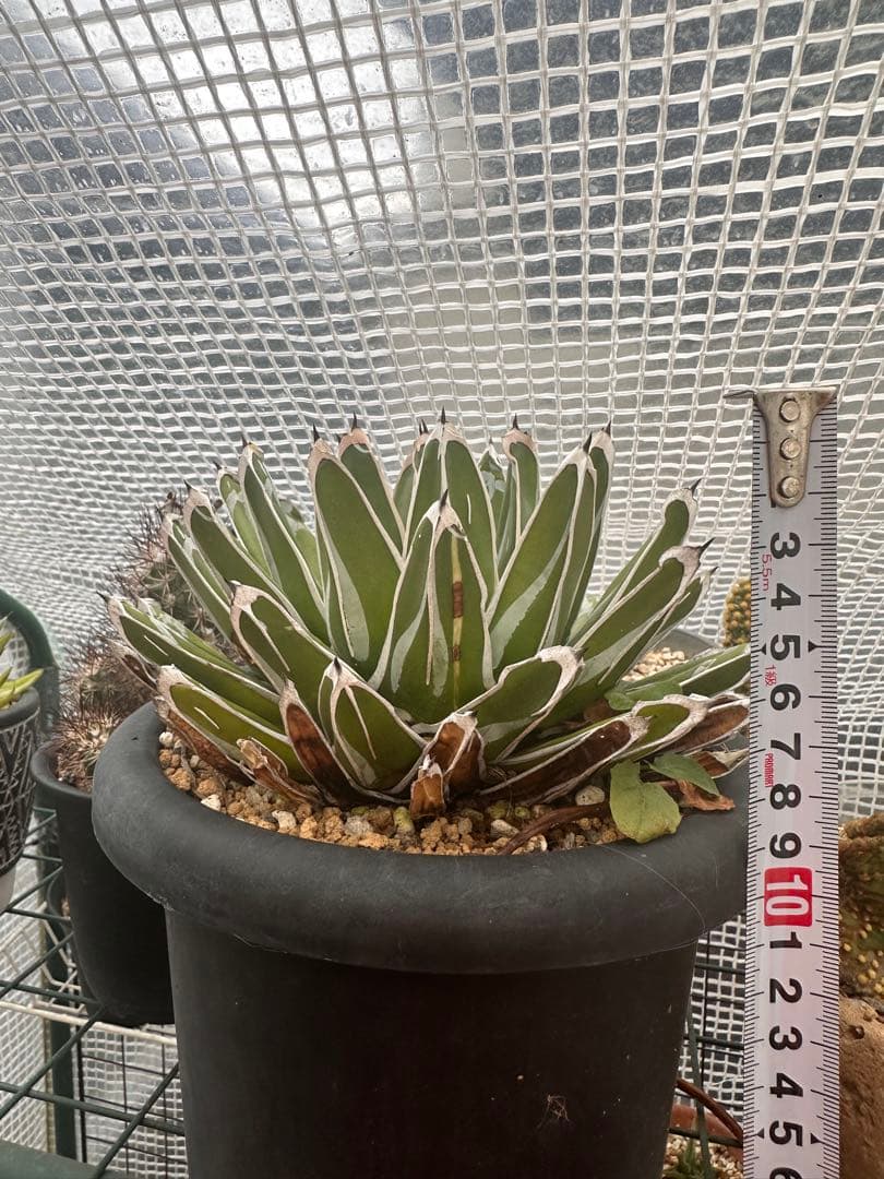 アガベ ビクトリアレジーナ (姫笹の雪)