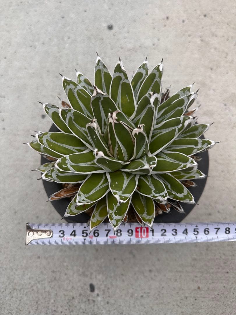 アガベ ビクトリアレジーナ (姫笹の雪)