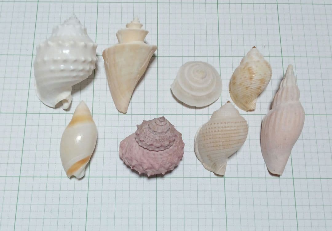 貝殻標本　詰め合わせ⑭