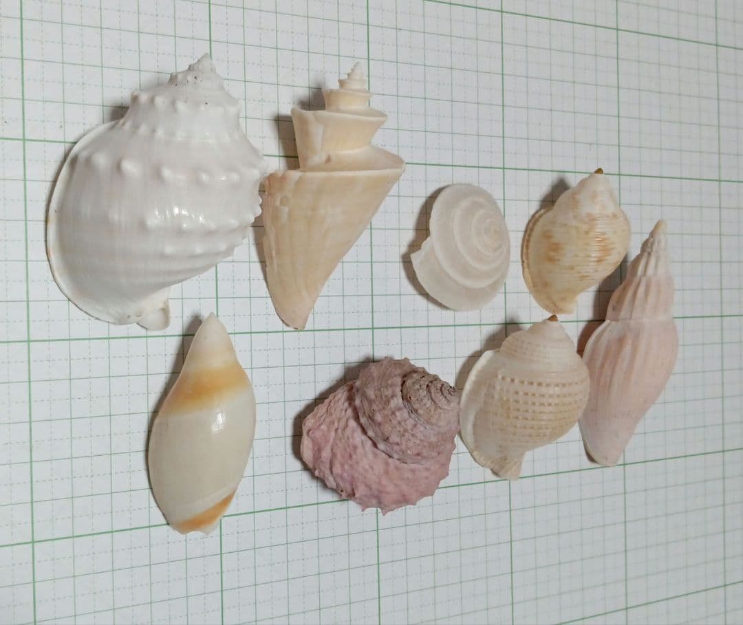 貝殻標本　詰め合わせ⑭