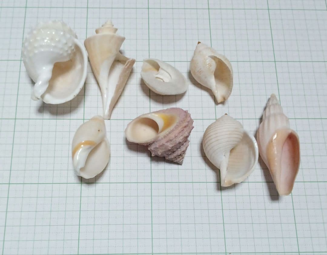 貝殻標本　詰め合わせ⑭