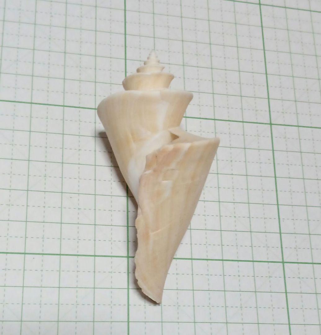 貝殻標本　詰め合わせ⑭