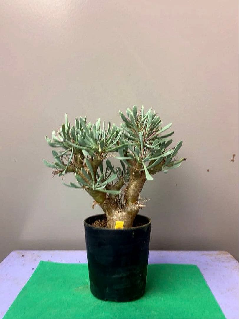 ラズリ様 リクエスト 2点 まとめ商品