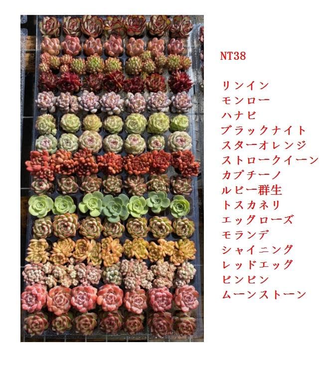 P*A様 AH1489土付き 15種類セット 105苗 詰め合わせ 多肉植物 エ