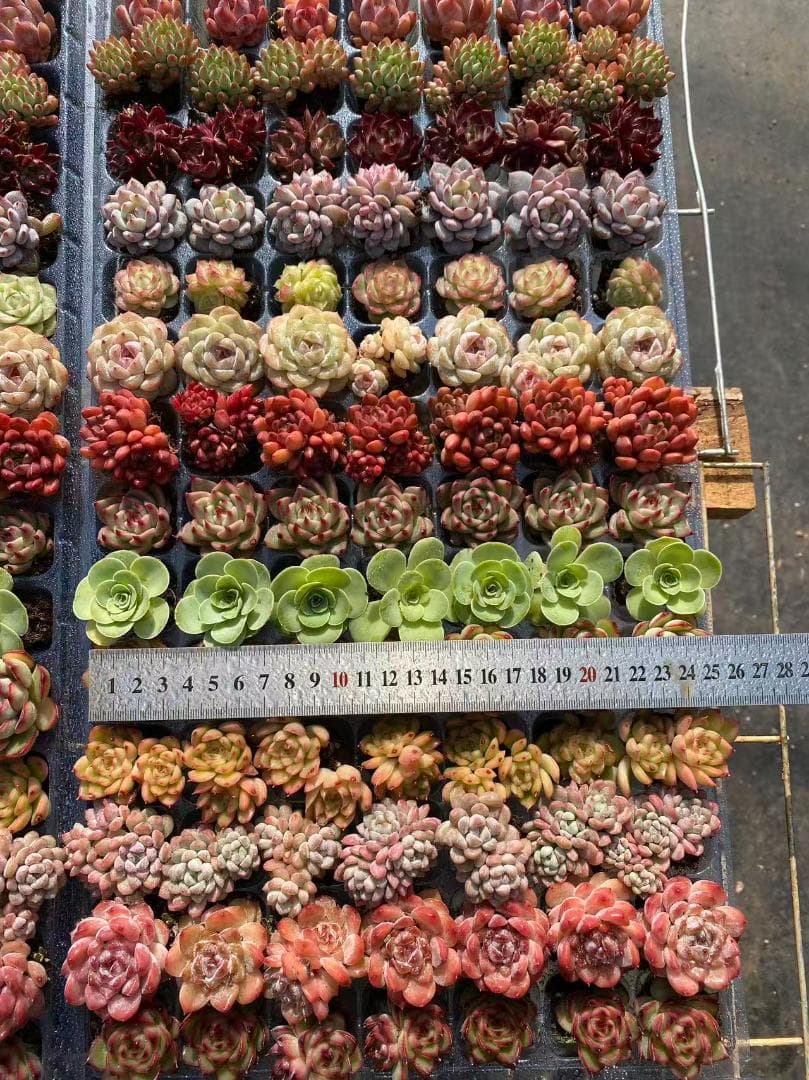 P*A様 AH1489土付き 15種類セット 105苗 詰め合わせ 多肉植物 エ