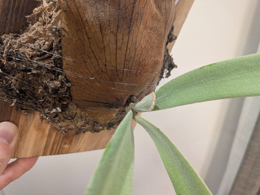 ビカクシダ willinckii Bali narrow ウィリンキーバリ細葉