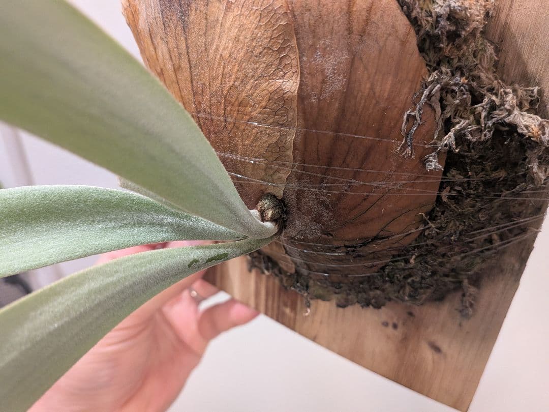 ビカクシダ willinckii Bali narrow ウィリンキーバリ細葉