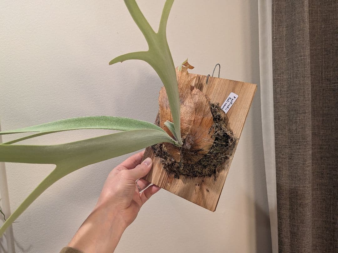 ビカクシダ willinckii Bali narrow ウィリンキーバリ細葉