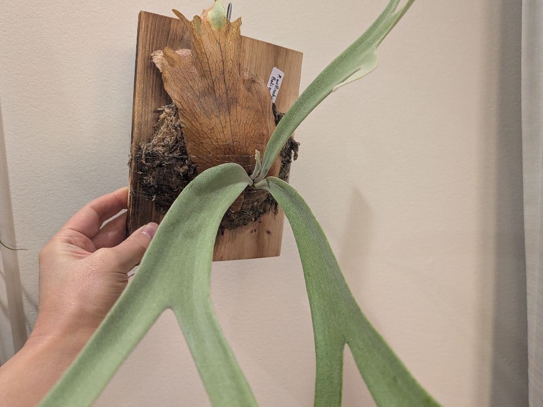 ビカクシダ willinckii Bali narrow ウィリンキーバリ細葉