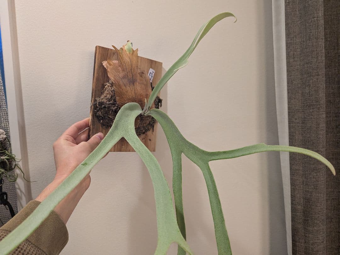 ビカクシダ willinckii Bali narrow ウィリンキーバリ細葉