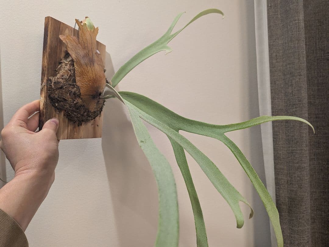 ビカクシダ willinckii Bali narrow ウィリンキーバリ細葉