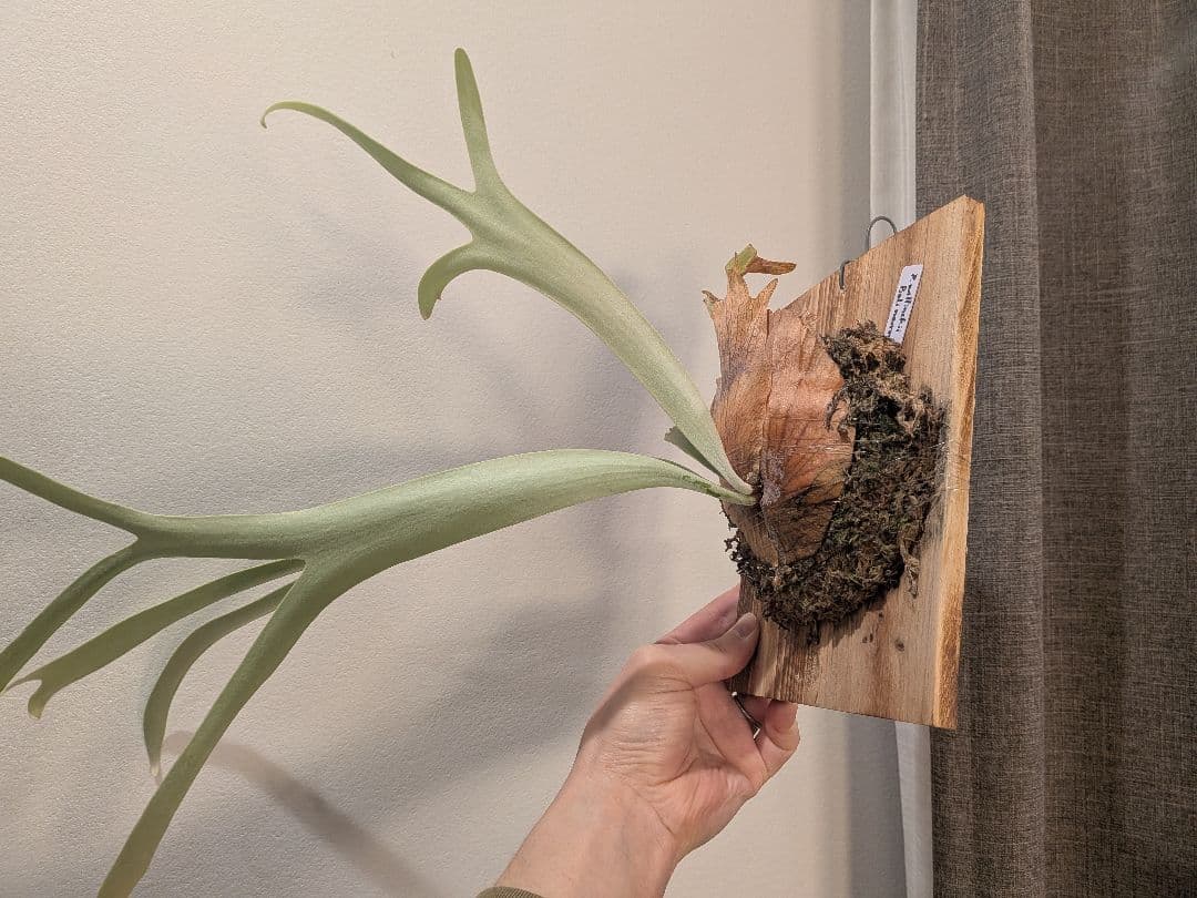 ビカクシダ willinckii Bali narrow ウィリンキーバリ細葉