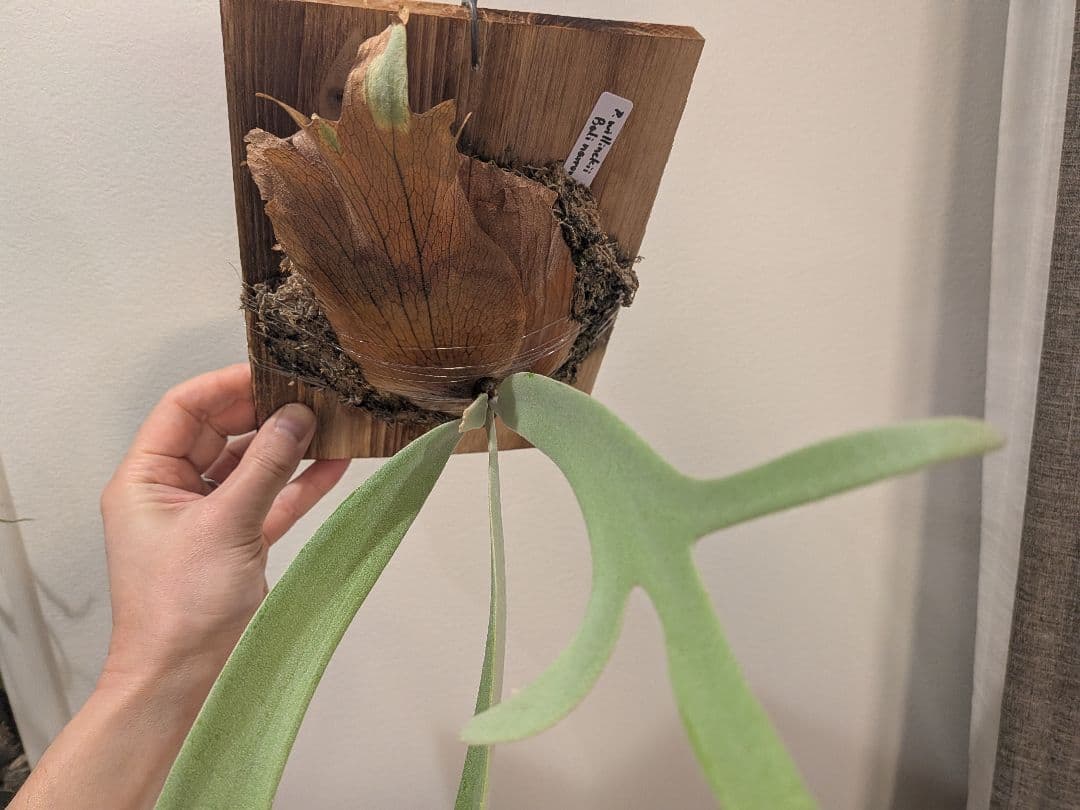 ビカクシダ willinckii Bali narrow ウィリンキーバリ細葉