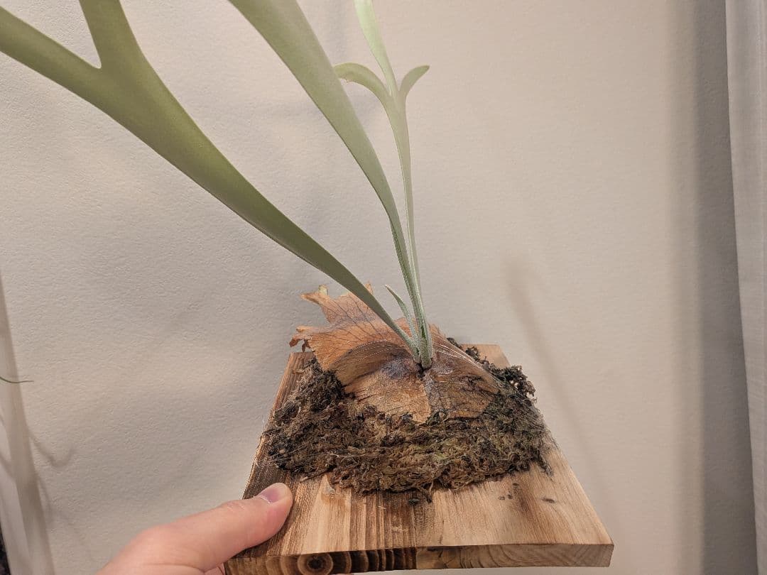 ビカクシダ willinckii Bali narrow ウィリンキーバリ細葉