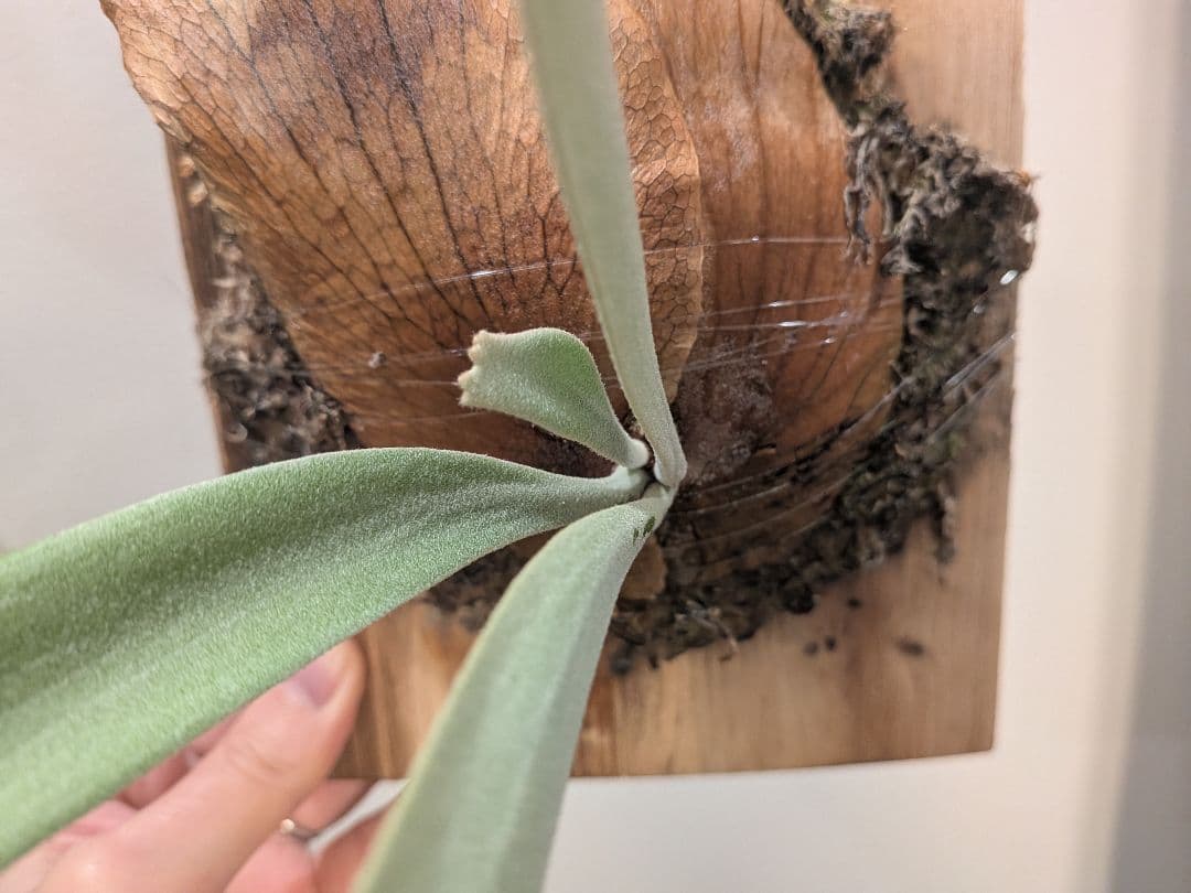 ビカクシダ willinckii Bali narrow ウィリンキーバリ細葉