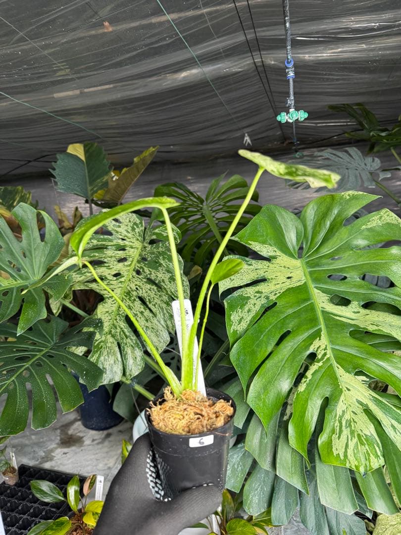 6モンステラ　デリシオーサ　ミントトリカラー　三色斑入り